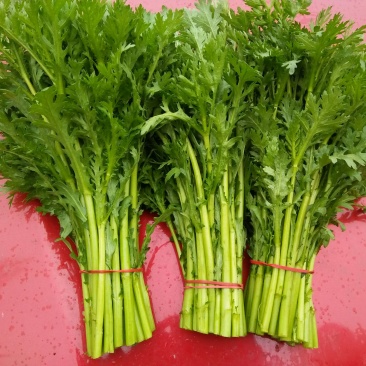 茼蒿20~25cm