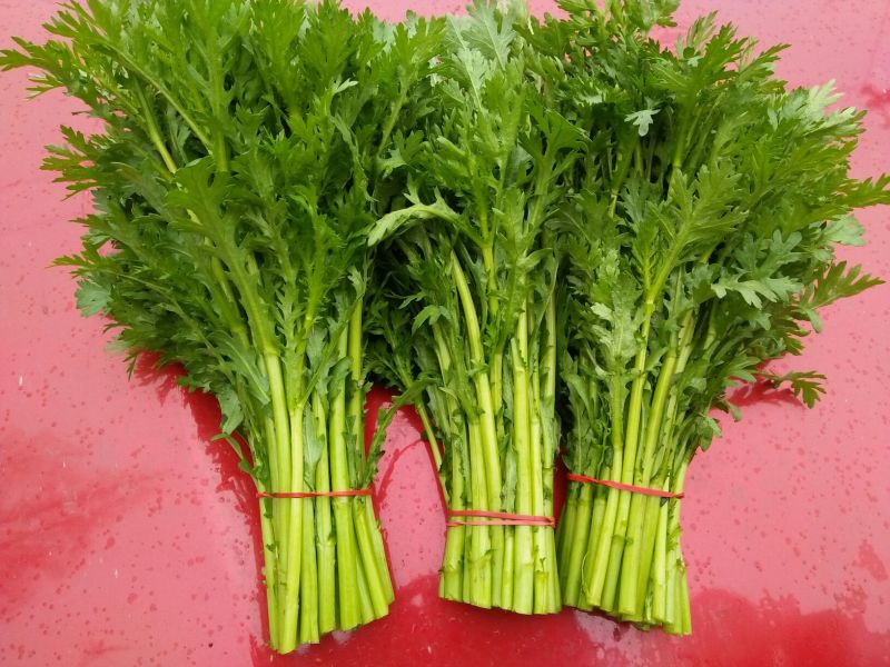 茼蒿20~25cm
