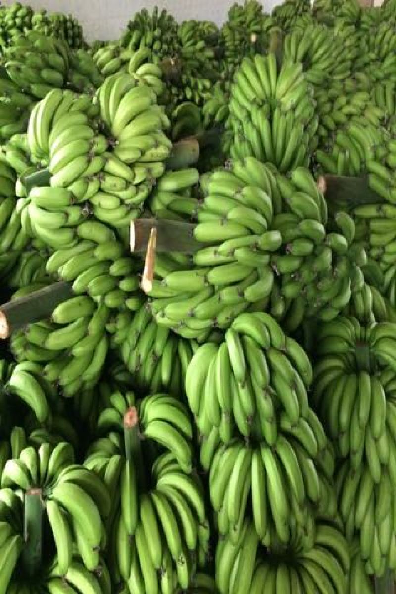 巴西香蕉