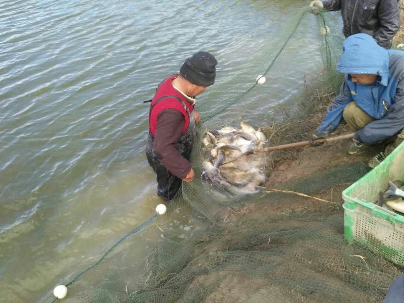 河鲤鱼食用1~2公斤