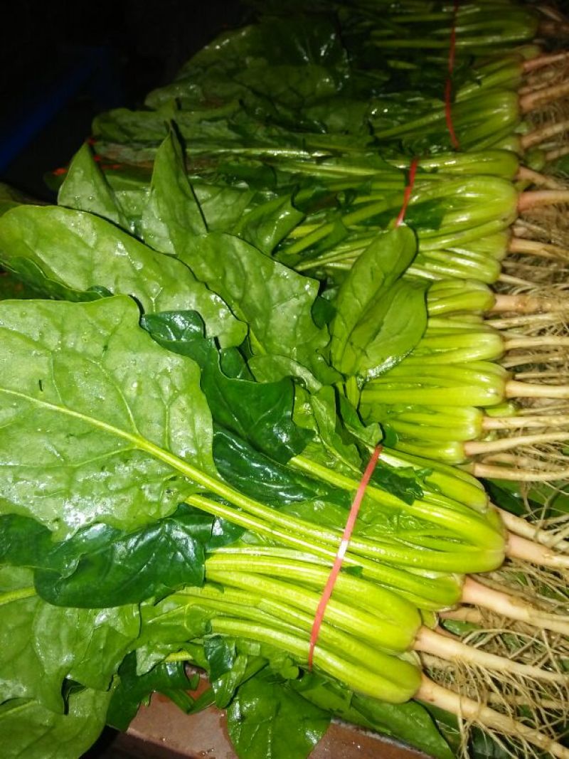 越冬菠菜20~25厘米