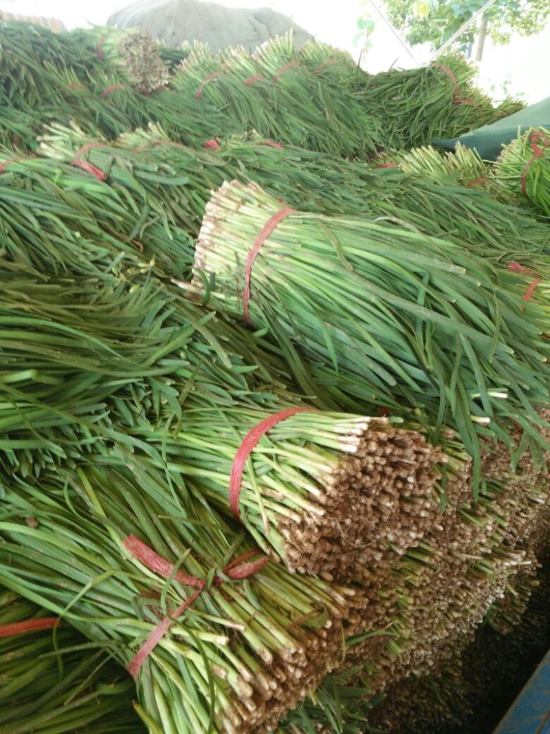 阔叶韭菜头茬，沙地韭菜，山西运城湿地韭菜