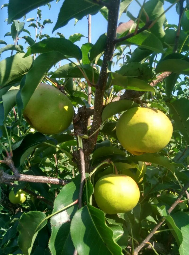 苹果梨250~300g纸箱