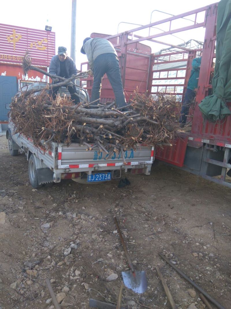 【桃树占地】4公分桃树占地桃树裸根截杆大桃树批发大桃树