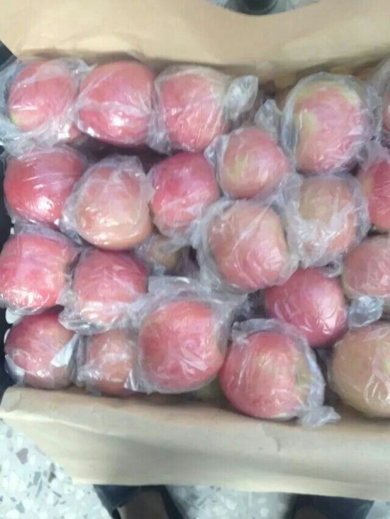 大荔县膜袋红富士苹果基地