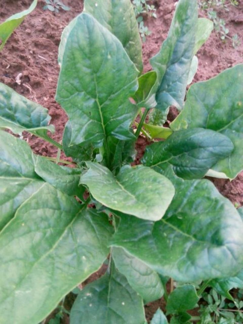 越冬菠菜10~15厘米
