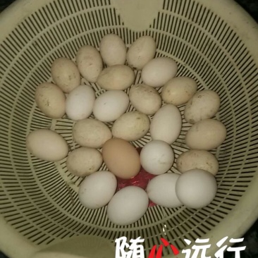 土鸡蛋食用50~60g