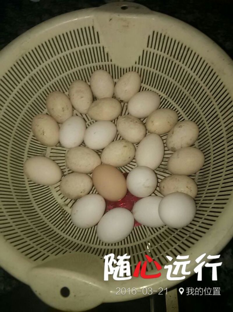 土鸡蛋食用50~60g