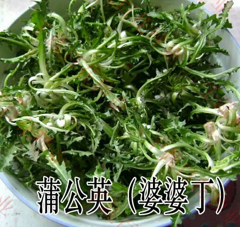 野生蒲公英种子婆婆丁中药材种子新种子2019年蒲公英籽药