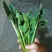 大叶菠菜