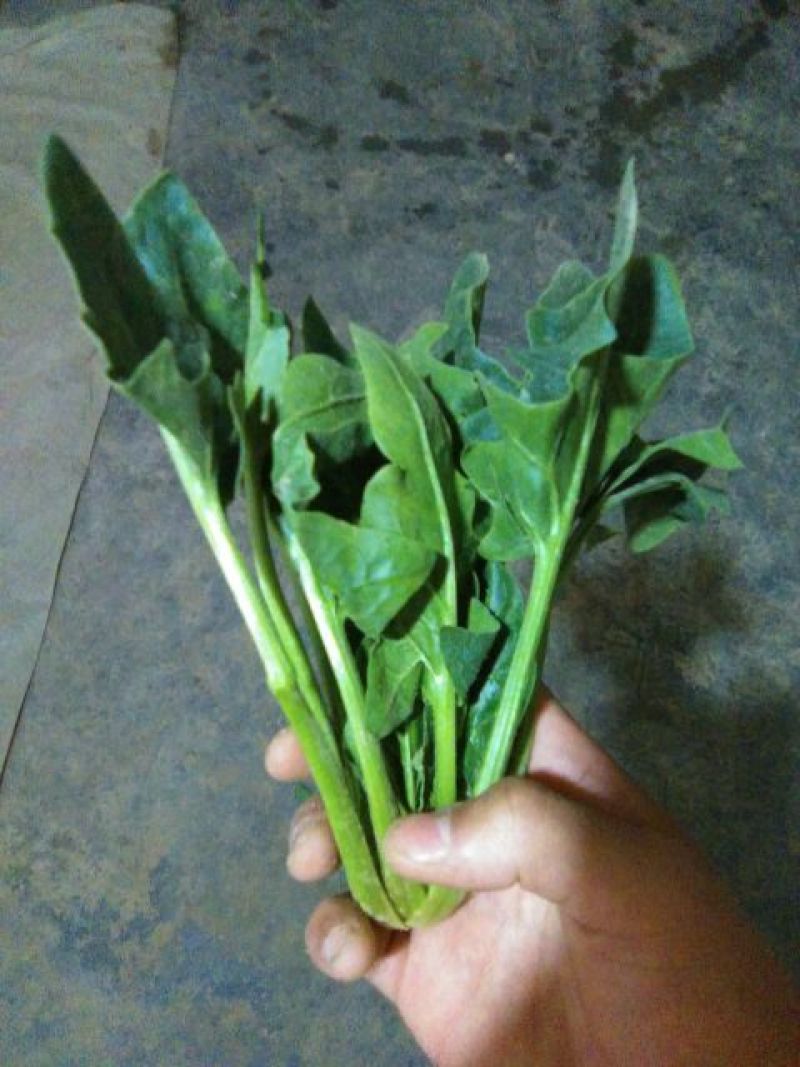 大叶菠菜
