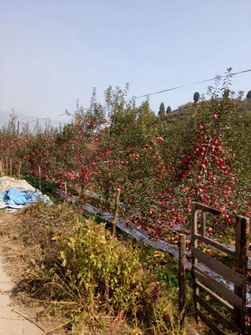 我代办产地富士苹果。