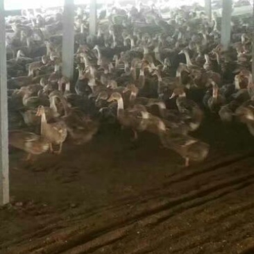 南阳孵化场黑金腚鸭苗统货