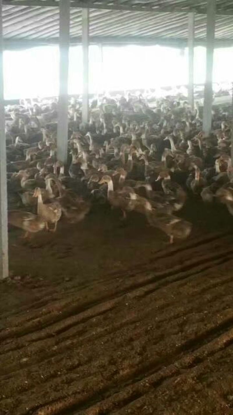 南阳孵化场黑金腚鸭苗统货