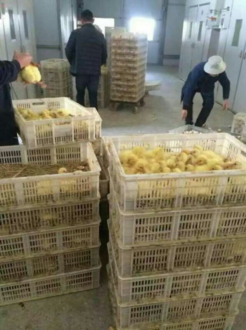鹅苗250g