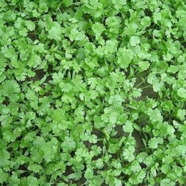 全能菠菜25~30厘米