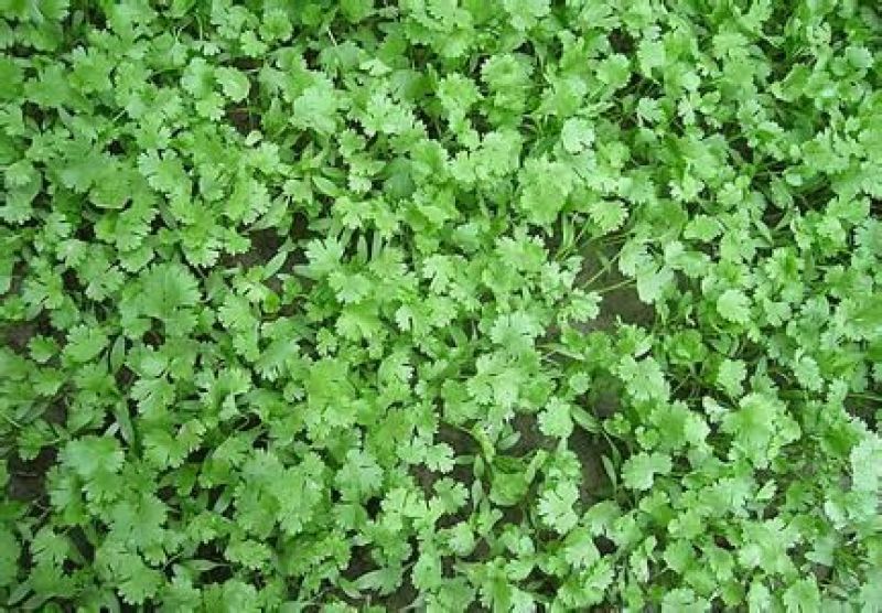 全能菠菜25~30厘米