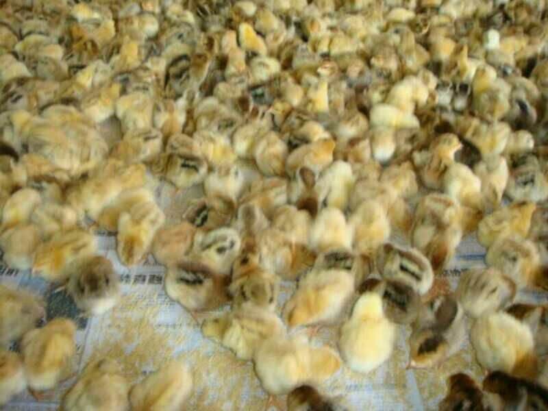 莱茵鹅苗250g以下