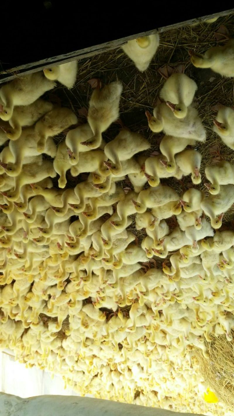 皖西白鹅鹅苗250g以下