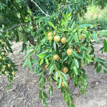 红枣通货鲜枣