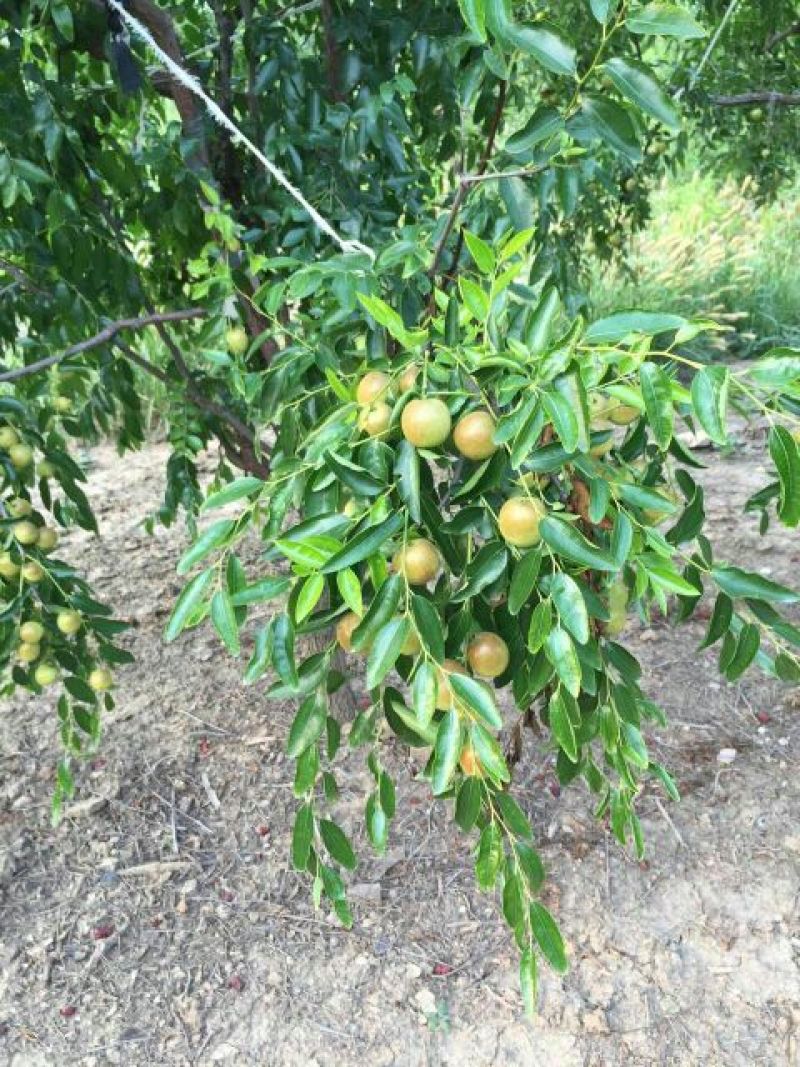 红枣通货鲜枣