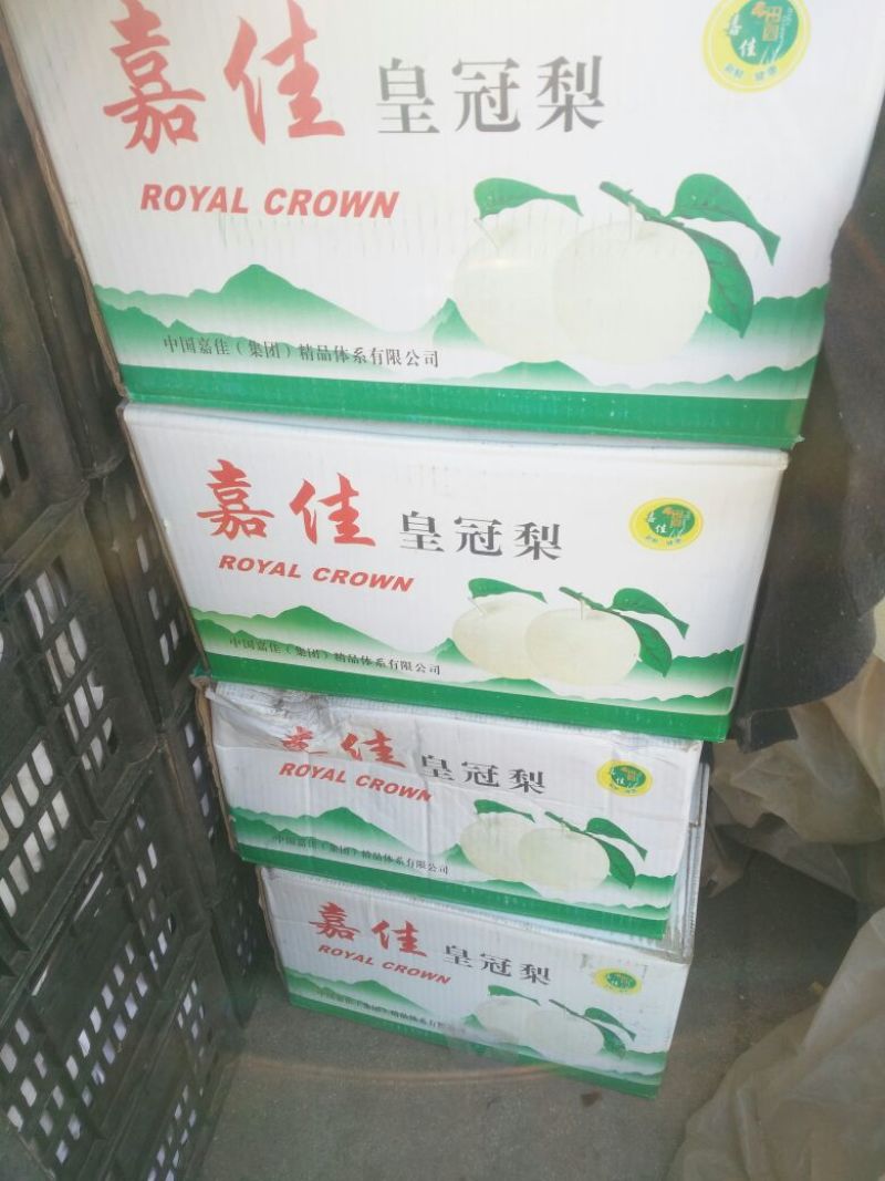 皇冠梨250~300g纸箱