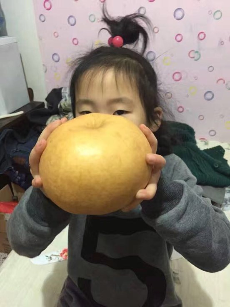 晚秋黄梨