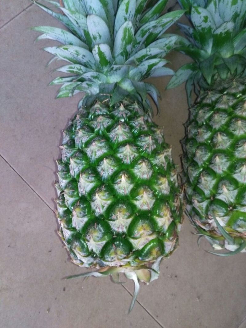 16号台湾甜蜜蜜凤梨苗，壮苗出大果，台湾凤梨