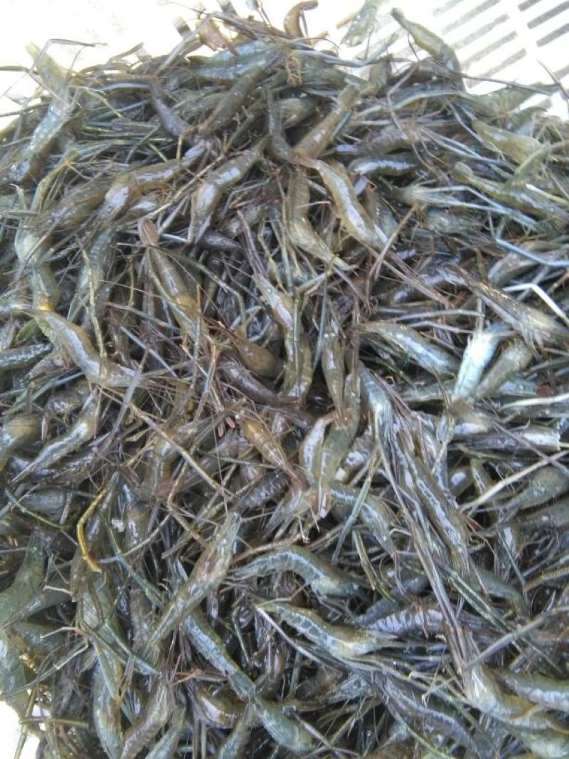 河虾活虾26~30只/kg