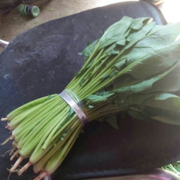 大叶菠菜10~15厘米