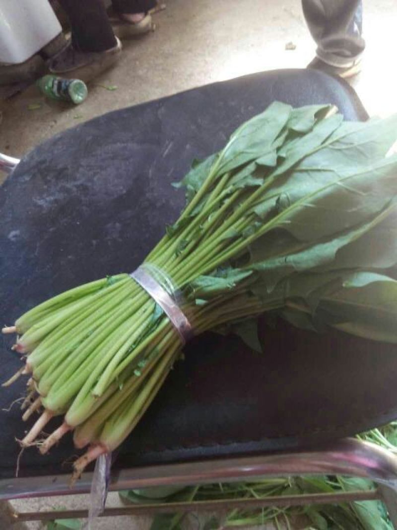 大叶菠菜10~15厘米