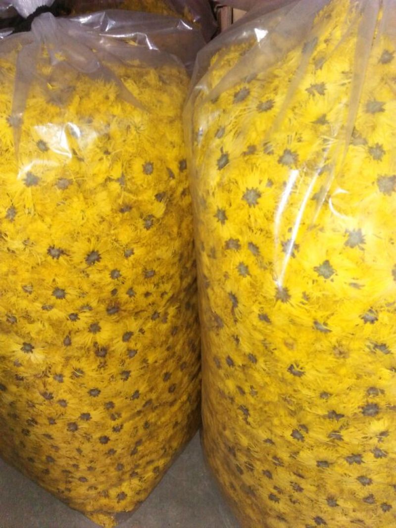 菊花茶开花