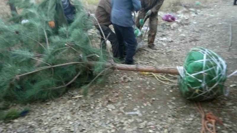 大量供应油松2/6米的精品二级三级需要的联系
