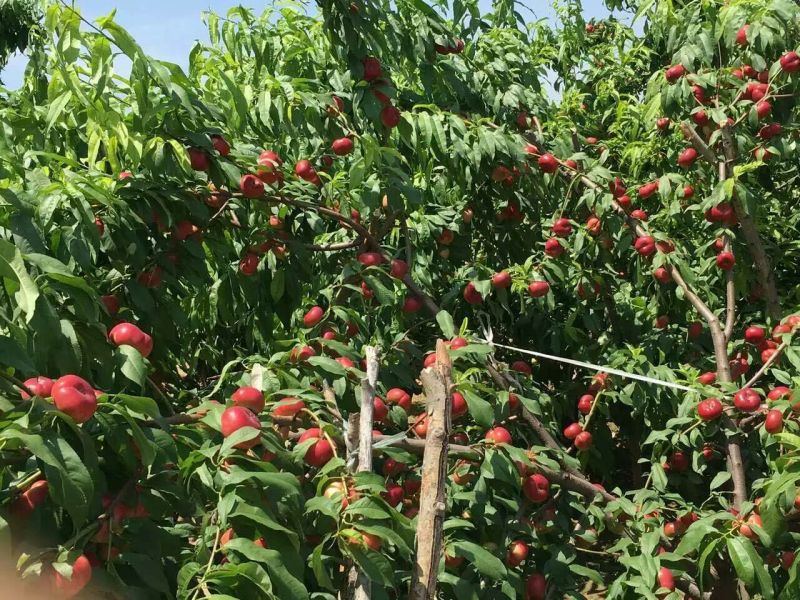 陕西大荔油桃3两以上，产地直发，质量保证，欢迎进店联系