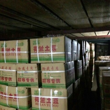荷兰十五土豆3两通天光腚货