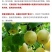 金顶谢花酥梨250~300g光果