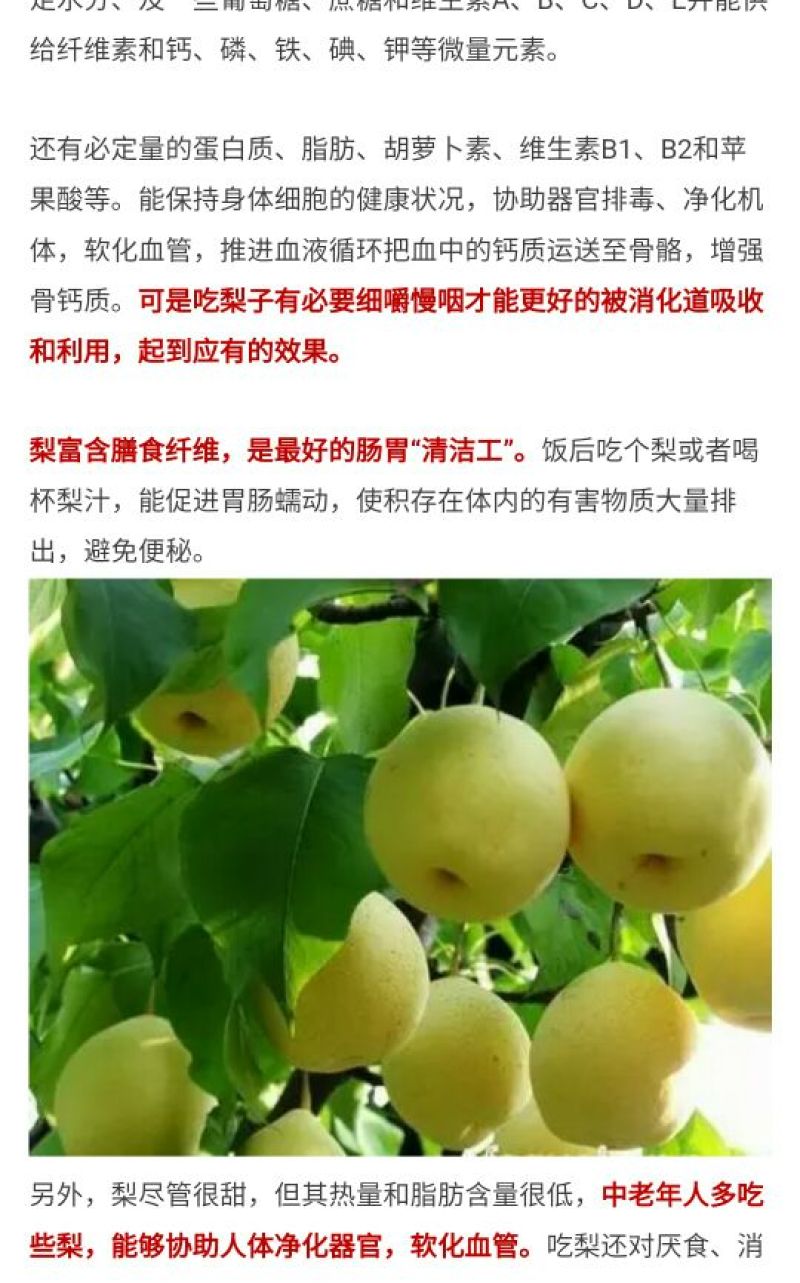 金顶谢花酥梨250~300g光果