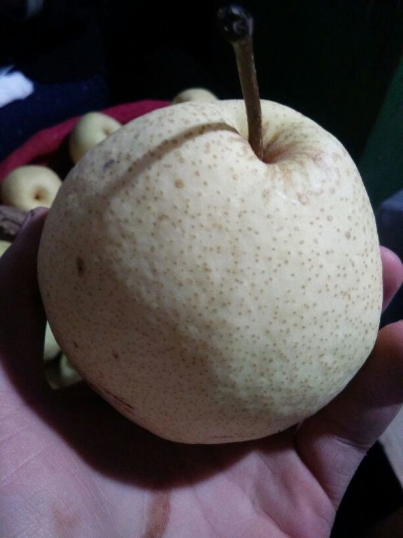 晚秋黄梨纸袋