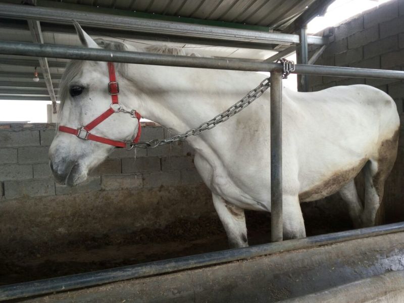 伊犁马200~300kg