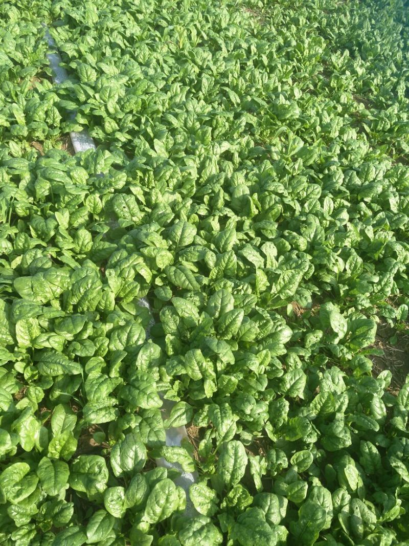 秋菠菜20~25厘米