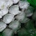 金花梨200~250g光果