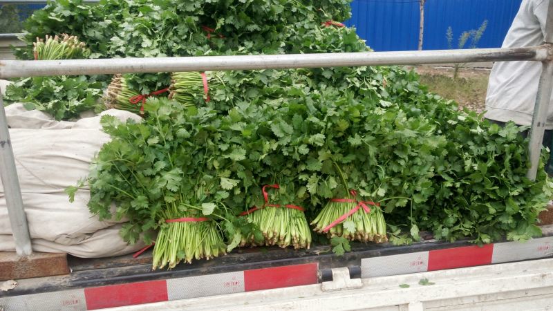 大叶菠菜