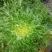 苦菊15~20cm