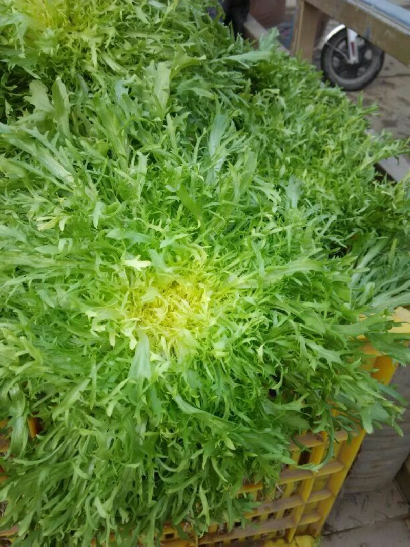 苦菊15~20cm