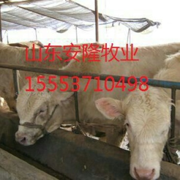 肉驴苗