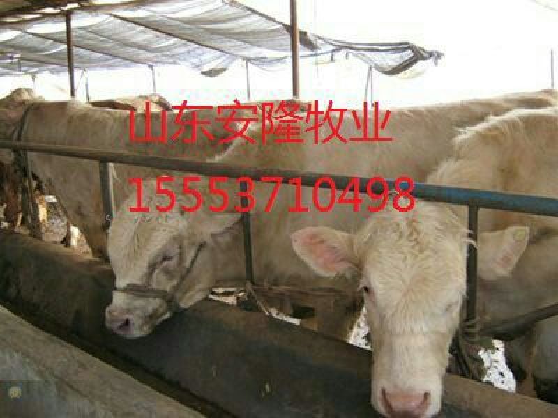 肉驴苗