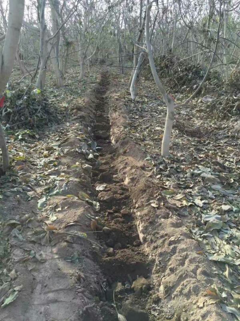 新疆185核桃去皮干