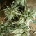 芦竹根花叶芦苇包邮1元一芽！可视频看货选货