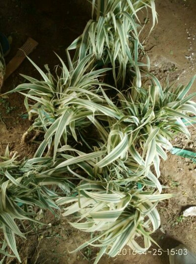 芦竹根花叶芦苇包邮1元一芽！可视频看货选货