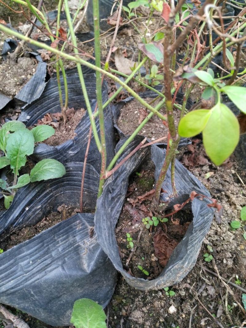 蓝莓苗1~2年30~50cm
